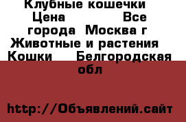 Клубные кошечки › Цена ­ 10 000 - Все города, Москва г. Животные и растения » Кошки   . Белгородская обл.